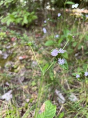Elephantopus carolinianus