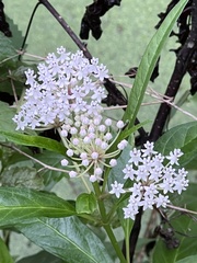 Asclepias perennis