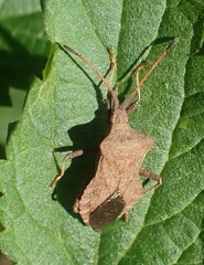 Coreus marginatus