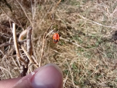 Pyrrhocoris apterus