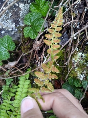 Polystichum