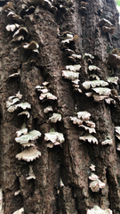 Trichaptum abietinum