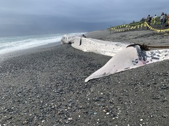 Balaenoptera musculus