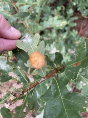 Druon quercusflocci