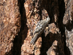 Certhia americana