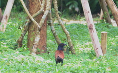 Centropus sinensis