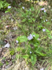 Elephantopus carolinianus