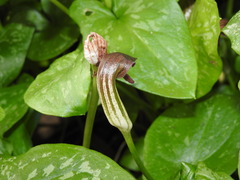 Arisarum vulgare