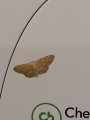 Idaea seriata