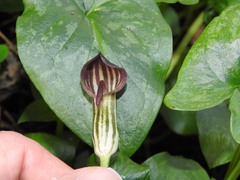 Arisarum vulgare