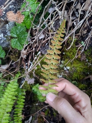 Polystichum