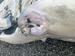 Balaenoptera musculus