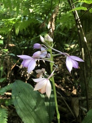 Calanthe masuca