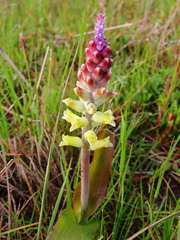 Lachenalia pallida