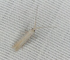 Coleophora