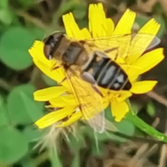 Eristalis