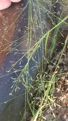 Eragrostis intermedia