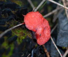 Tubifera