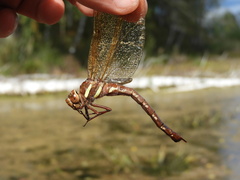 Aeshna grandis