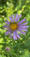 Agapostemon