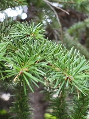 Picea engelmannii