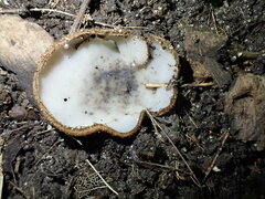 Humaria hemisphaerica