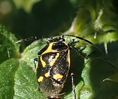 Eurydema oleracea
