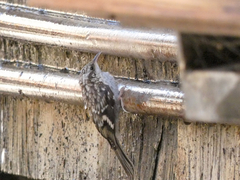 Certhia americana