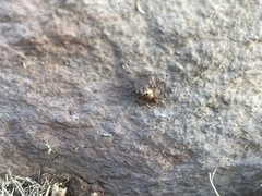 Paraphidippus aurantius