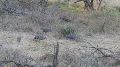 Numida meleagris coronatus