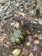 Terrapene carolina