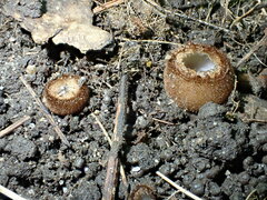 Humaria hemisphaerica