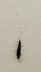 Oecetis