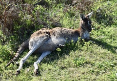 Macropus fuliginosus
