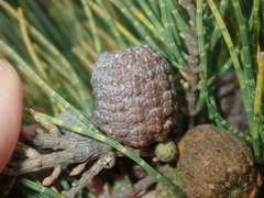 Casuarinaceae