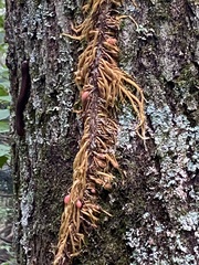 Toxicodendron radicans