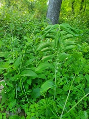 Polygonatum multiflorum