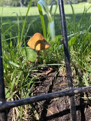 Conocybe
