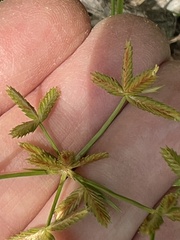 Cyperus dentatus