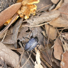 Cypherotylus californicus