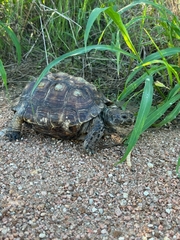 Gopherus berlandieri