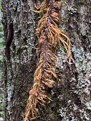 Toxicodendron radicans