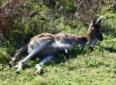 Macropus fuliginosus