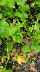 Geum macrophyllum