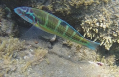 Thalassoma pavo
