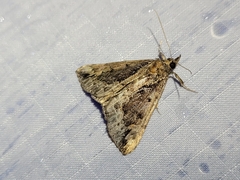 Hypena