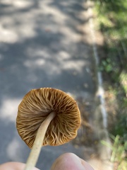 Conocybe