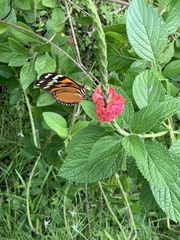 Heliconius ismenius