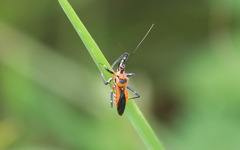 Rhynocoris