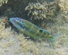 Thalassoma pavo